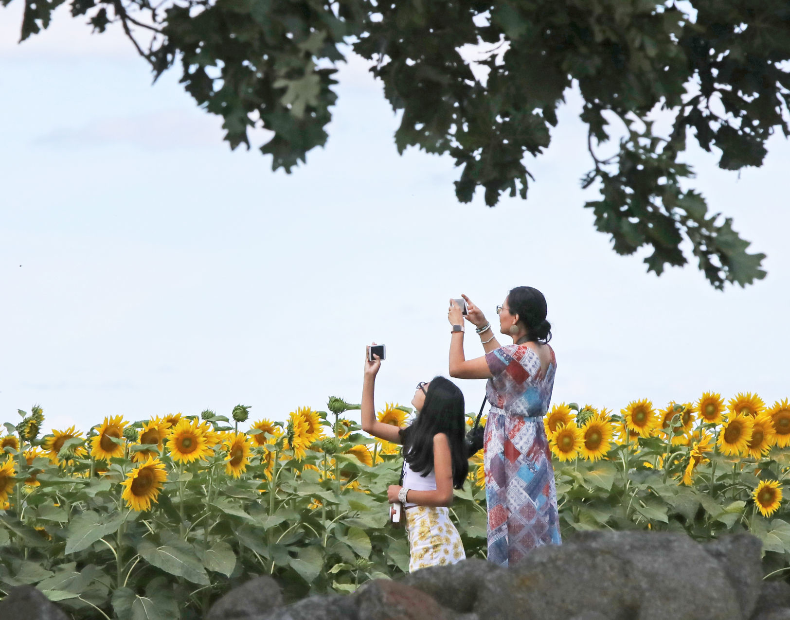 Sunflower Days 2019